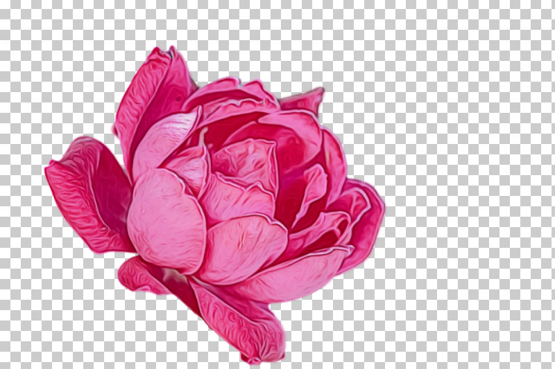 Garden Roses PNG, Clipart, Cabbage Rose, Cut Flowers, Flower, Garden, Garden Roses Free PNG Download