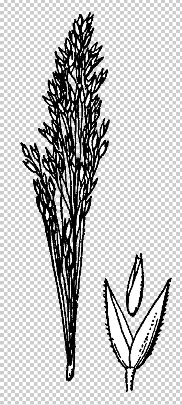 Bentgrass Agrostis Rossiae Manual Of The Grasses Of The United States Monocotyledon Plants PNG, Clipart, Bentgrass, Biology, Black And White, Branch, Commodity Free PNG Download