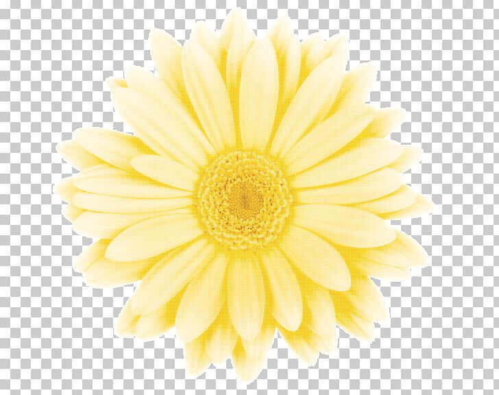 Common Daisy Chrysanthemum Transvaal Daisy Dahlia Oxeye Daisy PNG, Clipart, Chrysanthemum, Chrysanths, Closeup, Common Daisy, Cut Flowers Free PNG Download