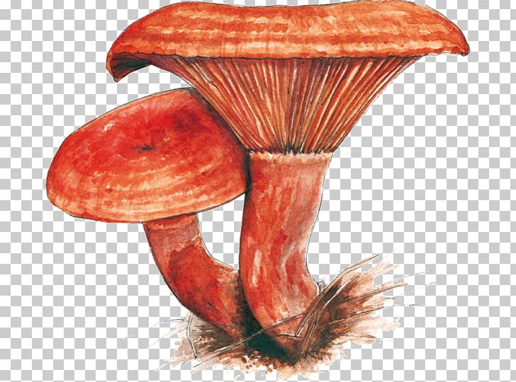 Edible Mushroom Medicinal Fungi Medicine PNG, Clipart, Doner, Edible, Edible Mushroom, Mantar, Medicinal Fungi Free PNG Download