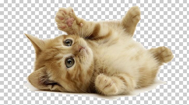 Kitten Desktop Siberian Cat Dog Cat S PNG, Clipart, Animal, Animals, Animal Shelter, Black Cat, Carnivoran Free PNG Download