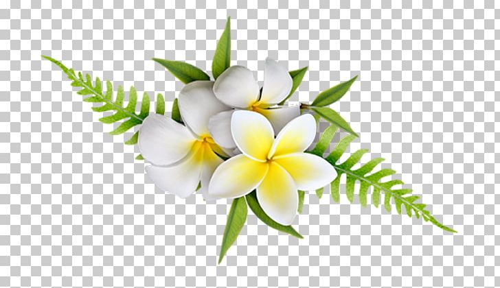 Petal Flowering Plant Cut Flowers Plants PNG, Clipart, Branch, Branching, Cut Flowers, Flora, Flower Free PNG Download