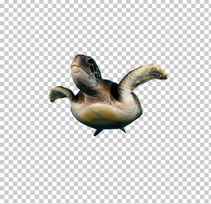 Sea Turtle Duck Reptile PNG, Clipart, Agricultural Products, Animal, Animals, Beak, Bird Free PNG Download
