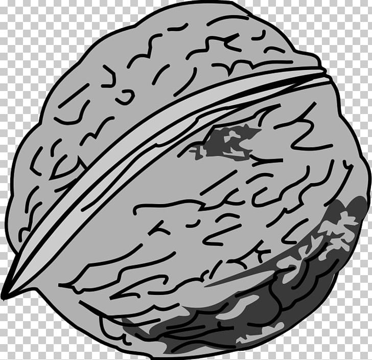 Eastern Black Walnut PNG, Clipart, Black And White, Brain, Butternut, Drawing, Eastern Black Walnut Free PNG Download