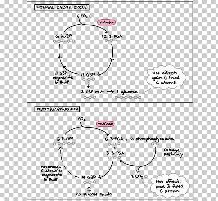 Photorespiration C3 Carbon Fixation C4 Carbon Fixation Photosynthesis Calvin Cycle PNG, Clipart, Academy, Angle, Area, Auto Part, Autotroph Free PNG Download