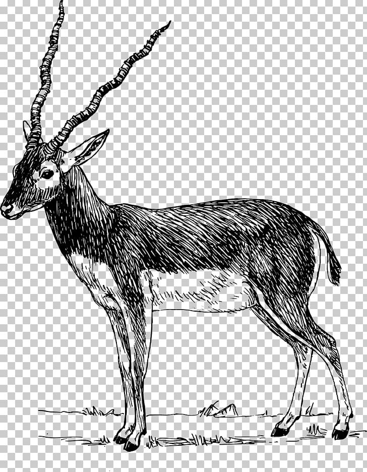 Antelope Gazelle Impala PNG, Clipart, Addax, Animals, Antelope, Antilop, Antler Free PNG Download