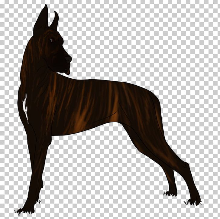Dog Breed Snout PNG, Clipart, African Queen, Animals, Breed, Carnivoran, Dog Free PNG Download
