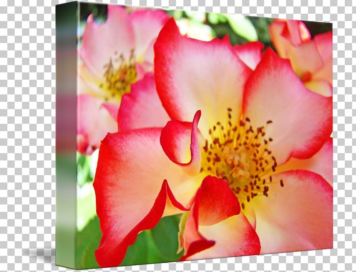Garden Roses Flower Petal Pink PNG, Clipart, Alstroemeriaceae, Bougainvillea, Celebrities, Color, Flora Free PNG Download