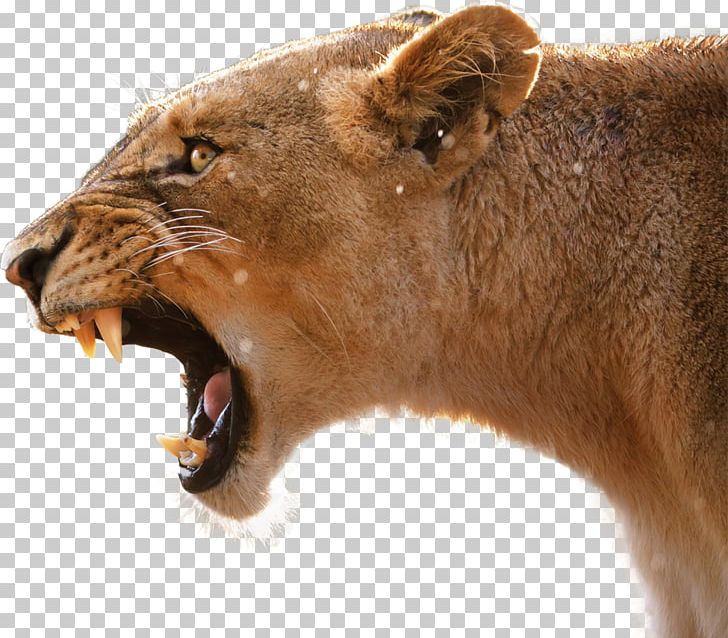 Lion's Roar Cougar Lion's Roar PNG, Clipart,  Free PNG Download
