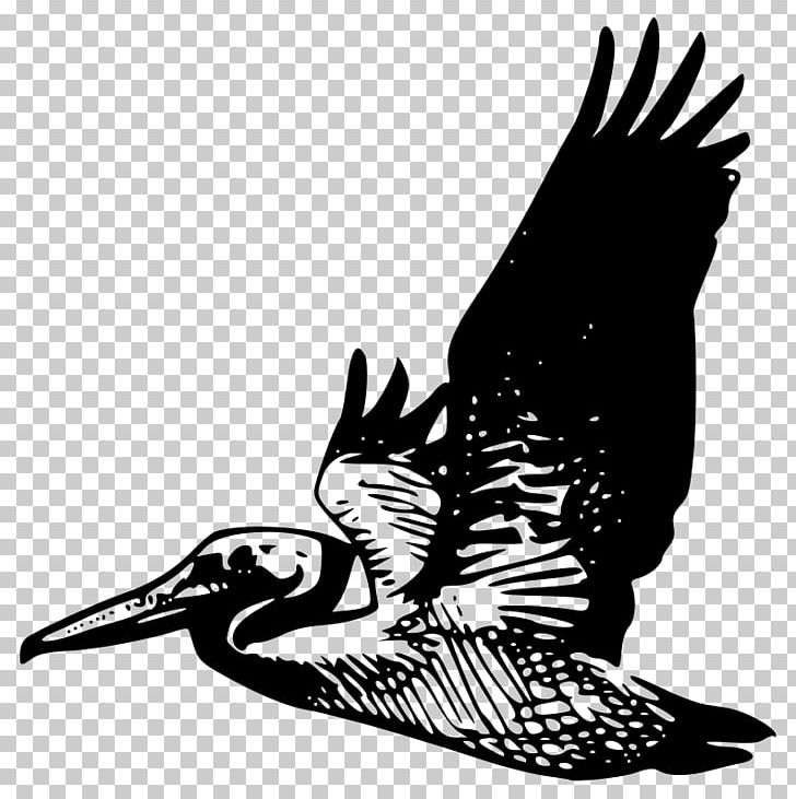 Pelican PNG, Clipart, Beak, Bird, Bird Of Prey, Black And White, Computer Icons Free PNG Download