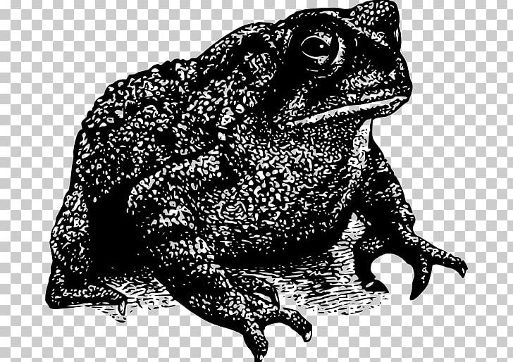 Toad Frog PNG, Clipart, American Toad, Amphibian, Animals, Black And White, Fauna Free PNG Download