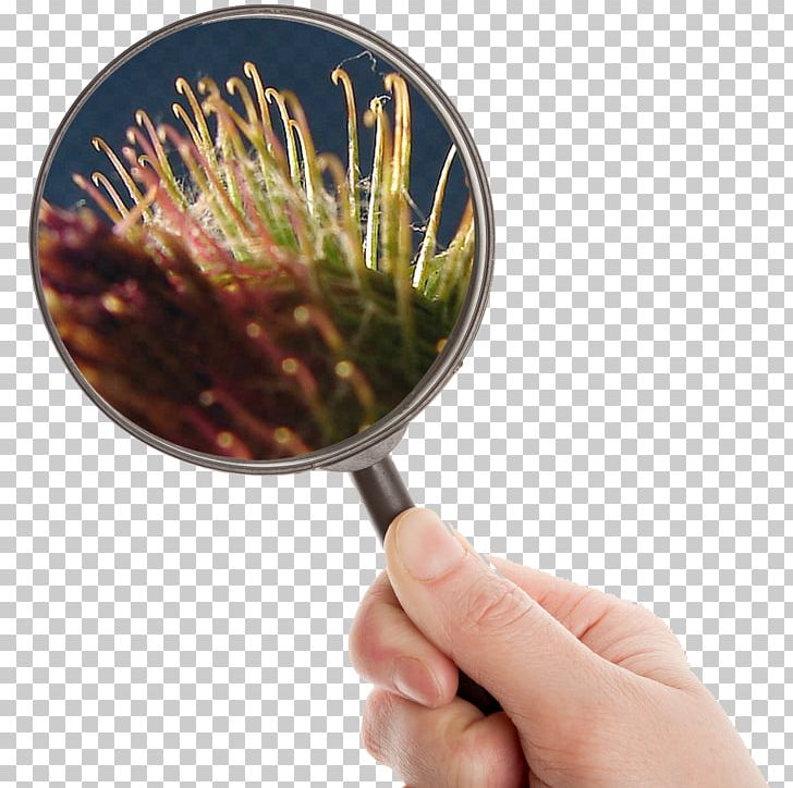 Magnifying Glass Loupe PNG, Clipart, Assess, Burdock, Computer Icons, Current, Environment Free PNG Download