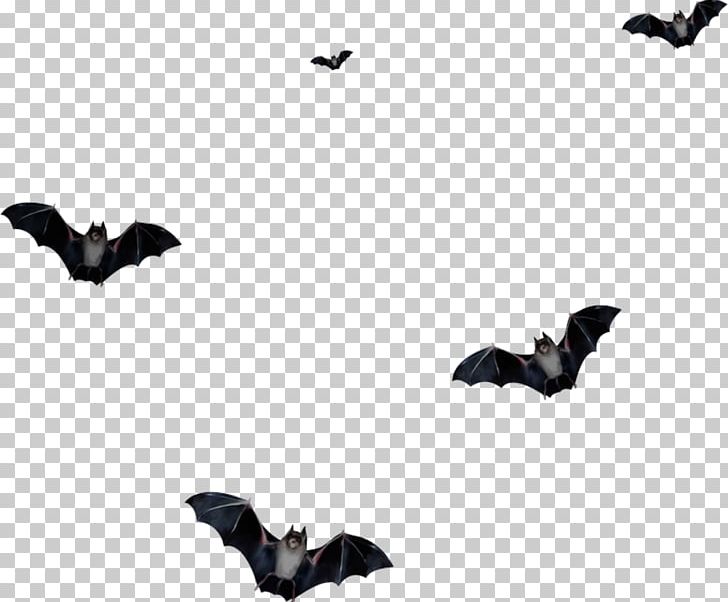 Microbat Portable Network Graphics Adobe Photoshop GIF PNG, Clipart, Animaatio, Animal, Bat, Bat Halloween, Beak Free PNG Download