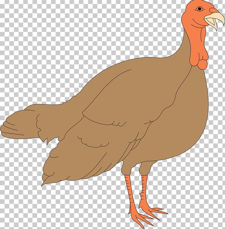 Black Turkey Thanksgiving Chicken PNG, Clipart, Animals, Bird, Brown, Cartoon, Chicken Free PNG Download