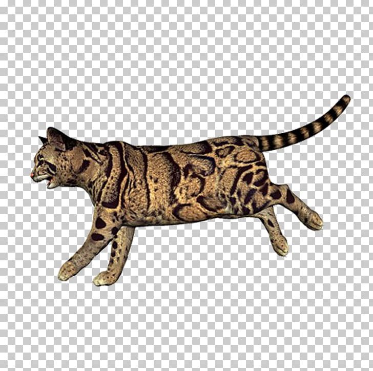 California Spangled Bengal Cat Ocicat Leopard Wildcat PNG, Clipart, Animal, Animals, Bengal Cat, Big Cats, Carnivoran Free PNG Download