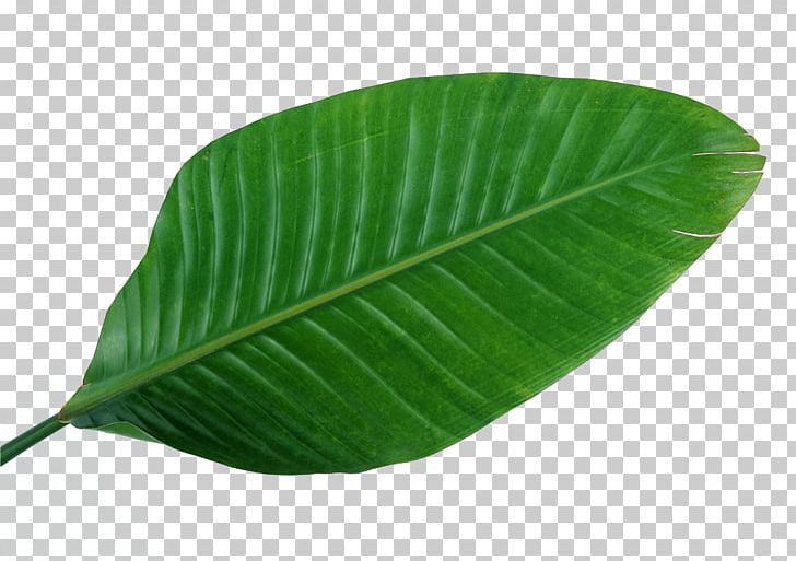 Musa Basjoo Leaf Green Banana PNG, Clipart, Background Green, Banana, Banana Leaf, Bladnerv, Bougainvillea Free PNG Download