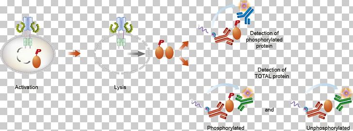 Assay Lysis Cell ELISA AMP-activated Protein Kinase PNG, Clipart, Antibody, Area, Base, Body Jewelry, Bradford Protein Assay Free PNG Download
