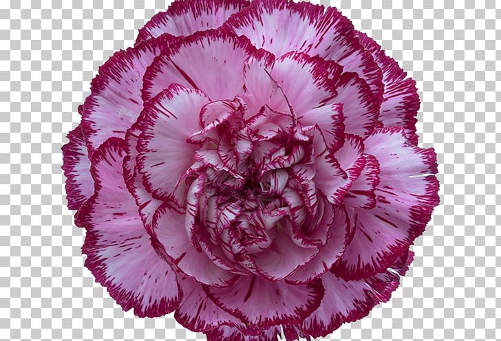 Carnation Rose Cut Flowers Birth Flower Glass PNG, Clipart, Birth, Carnation, Cut Flowers, Glass Rose, Rose Cut Free PNG Download