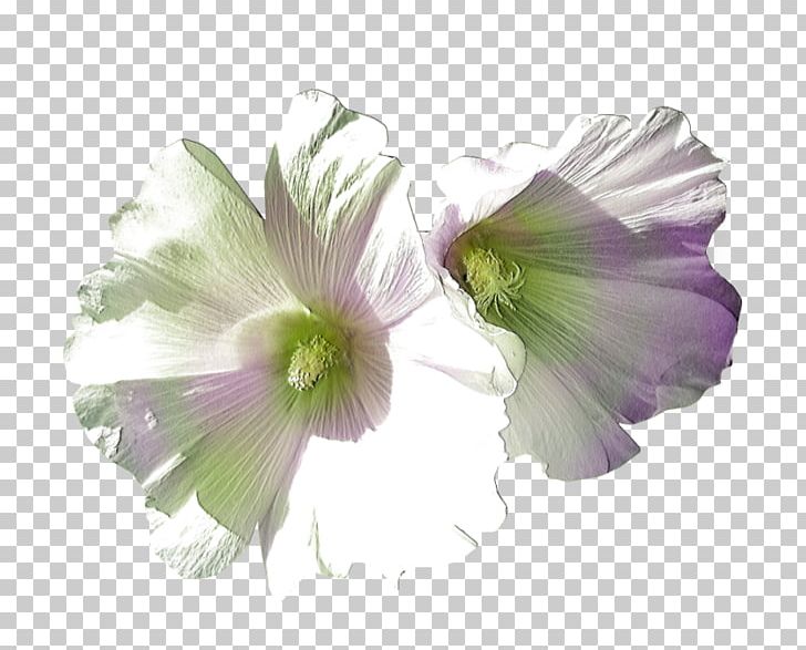 Mallow RGB Color Model Creativity PNG, Clipart, Annual Plant, Color, Computer Software, Creativity, Flower Free PNG Download
