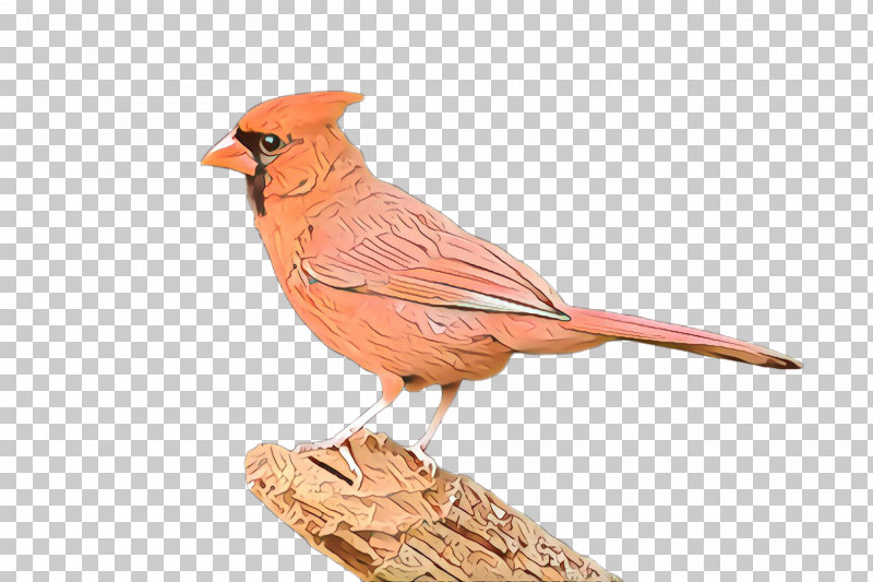 Bird Northern Cardinal Cardinal Beak Songbird PNG, Clipart, Animal Figure, Beak, Bird, Cardinal, Figurine Free PNG Download