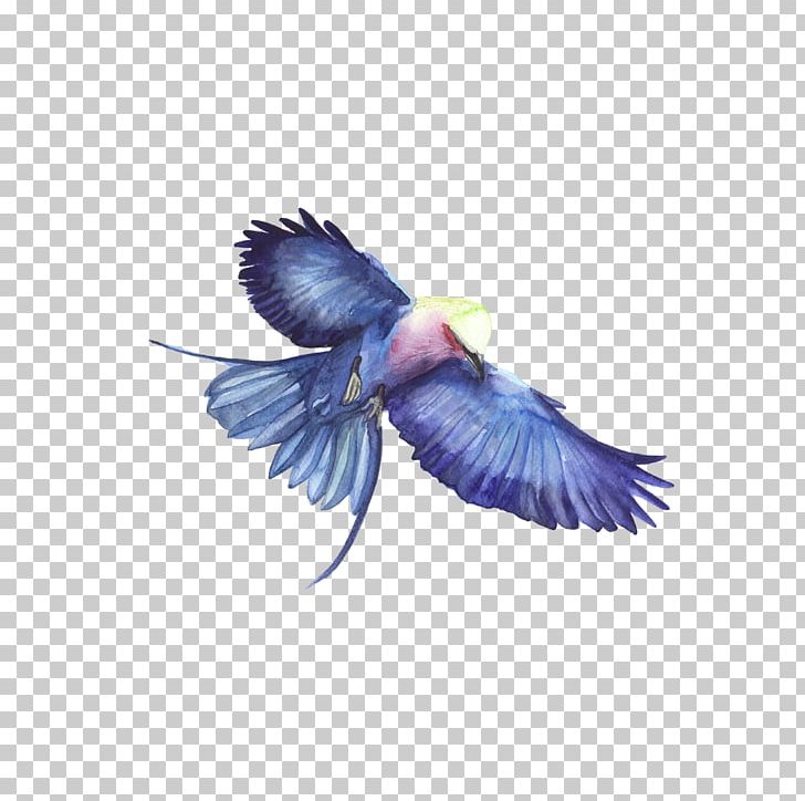 Bird Hawk Blue PNG, Clipart, Animals, Beak, Bird, Blue, Blue Abstract Free PNG Download