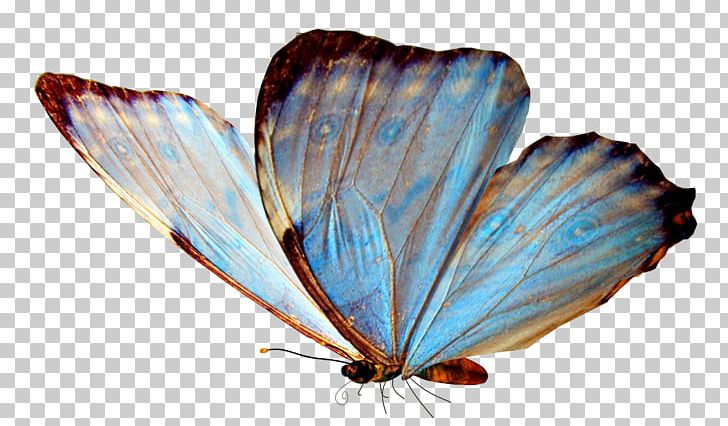 Butterfly PNG, Clipart, Arthropod, Butterfly, Computer Icons, Desktop Wallpaper, Download Free PNG Download