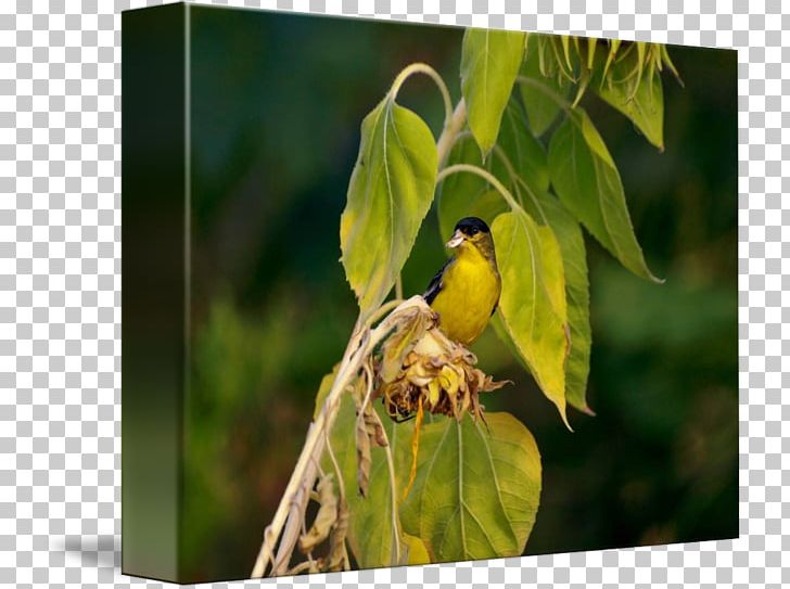 Finches Fauna Beak PNG, Clipart, Beak, Bird, Fauna, Finch, Organism Free PNG Download