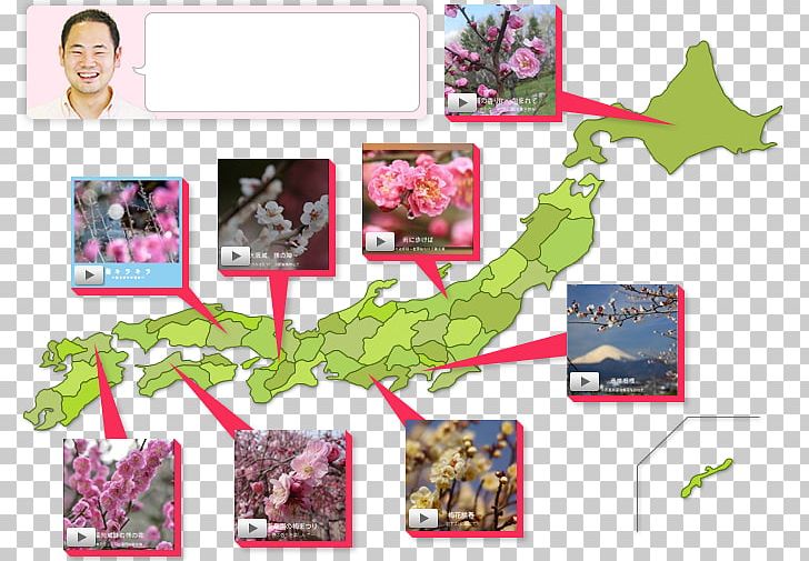 Plum Blossom Photography Japan Festival Photo-book PNG, Clipart, Author, Festival, Flora, Flower, Japan Free PNG Download