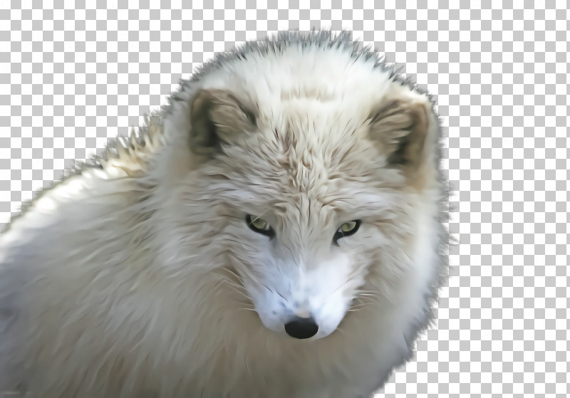 Arctic Fox Fur Canis Lupus Tundrarum Fox Wildlife PNG, Clipart, Arctic Fox, Canis Lupus Tundrarum, Fox, Fur, Wildlife Free PNG Download