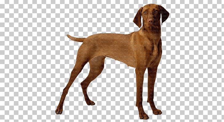 Dog Proud Land The Pet Place Puppy Cat PNG, Clipart, Animals, Bowl, Carnivoran, Collar, Dog Breed Free PNG Download