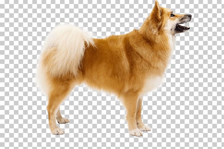 German Spitz Mittel Icelandic Sheepdog Finnish Spitz Norwegian Buhund German Spitz Klein PNG, Clipart, Ancient Dog Breeds, Animals, Carnivoran, Companion Dog, Dog Free PNG Download