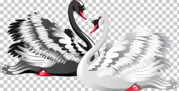 Black Swan Bird Drawing PNG, Clipart, Animals, Background Black, Beak, Black Hair, Black Vector Free PNG Download