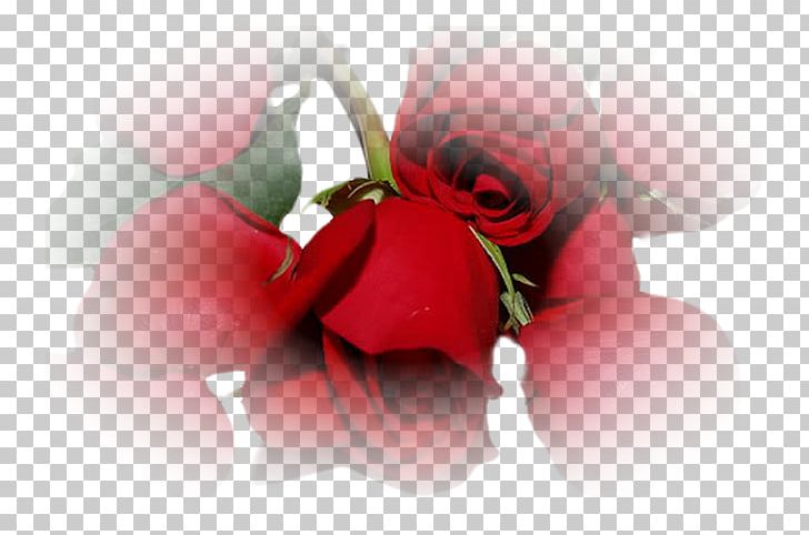 Garden Roses Valentine's Day Love Desktop PNG, Clipart,  Free PNG Download