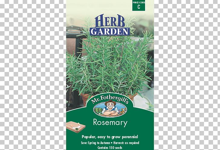 Rosemary Herb Coriander Seed Thyme PNG, Clipart, Chives, Common Sage, Coriander, Culantro, Dill Free PNG Download