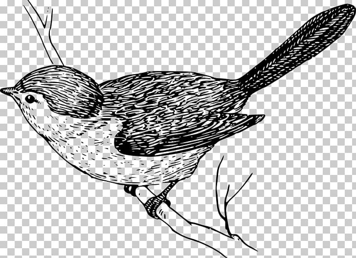 Bird Wren Drawing PNG, Clipart, American Bushtit, Animals, Artwork, Beak, Bird Free PNG Download