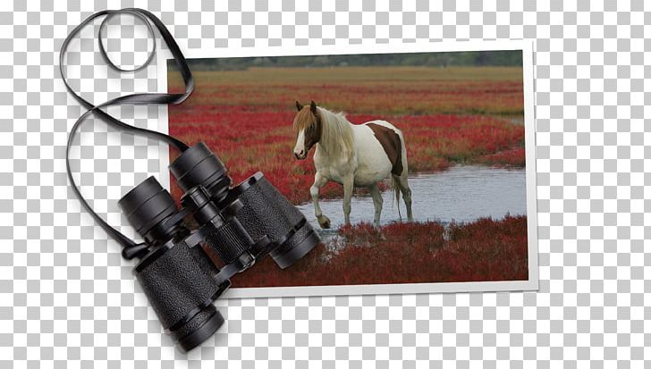 Chincoteague Mustang Bridle Eastern Shore Of Virginia Stallion PNG, Clipart, Bridle, Chincoteague, Eastern Shore Of Virginia, Halter, Horse Free PNG Download