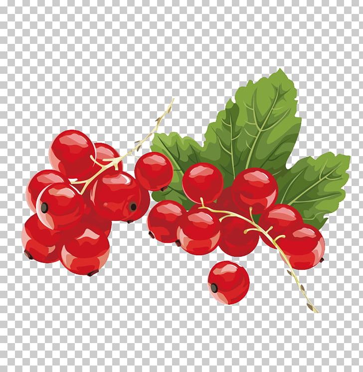 Juice Kissel Redcurrant Blackcurrant Berry PNG, Clipart, Antioxidant, Aroma, Branch, Cherries, Cherry Blossom Free PNG Download