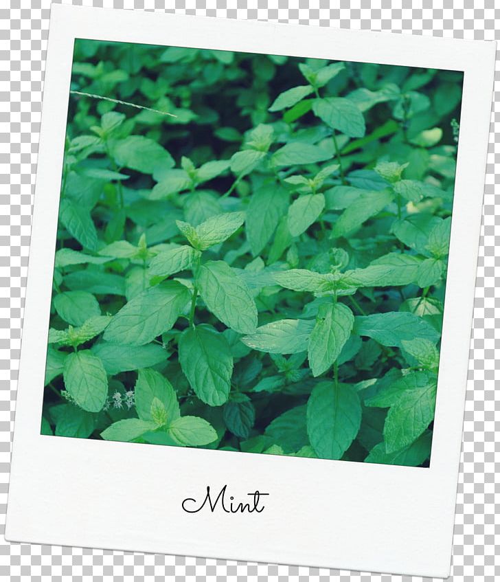 Leaf Herb PNG, Clipart, Grass, Green, Herb, Ivy, Leaf Free PNG Download