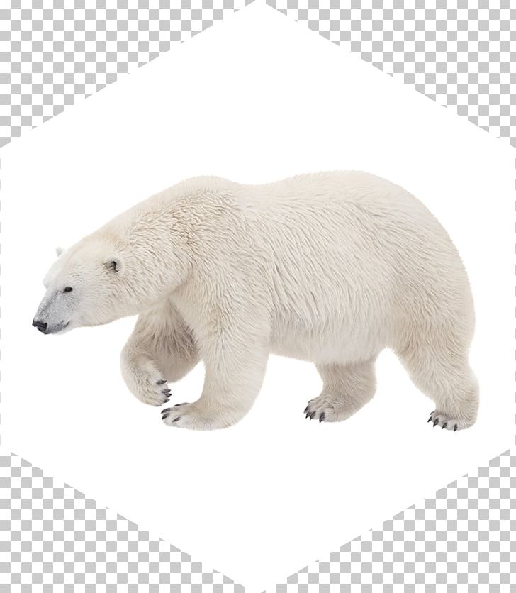 Polar Bear American Black Bear Walrus Kodiak Bear PNG, Clipart, American Black Bear, Animal Figure, Animals, Arctic, Bear Free PNG Download