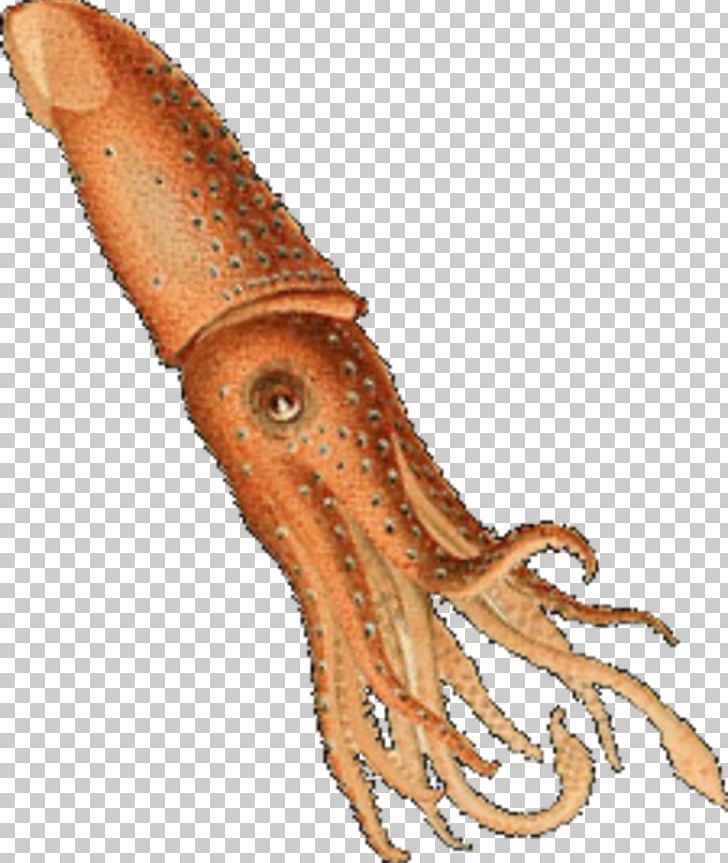 Squid Octopus Histioteuthis Reversa Art PNG, Clipart, Animal Source Foods, Art, Cephalopod, Graphic Arts, Histioteuthis Free PNG Download