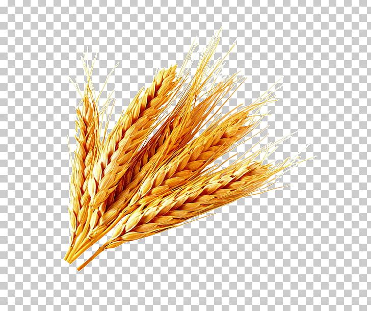 Oat Emmer Spelt Einkorn Wheat Durum PNG, Clipart, Avena, Cereal, Cereal Germ, Commodity, Common Wheat Free PNG Download