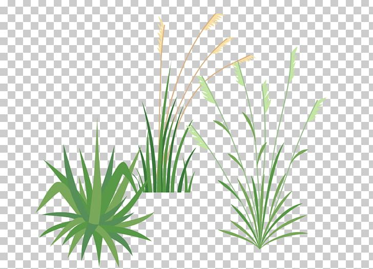 Ornamental Grass Festuca Glauca Pennisetum Alopecuroides Roof Plant PNG, Clipart, Aquarium Decor, Burknar, Canopy, Duizenden, Fescues Free PNG Download
