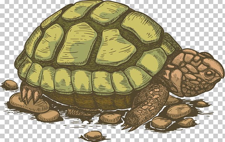 Sea Turtle PNG, Clipart, Animals, Box Turtle, Download, Drawing, Emydidae Free PNG Download