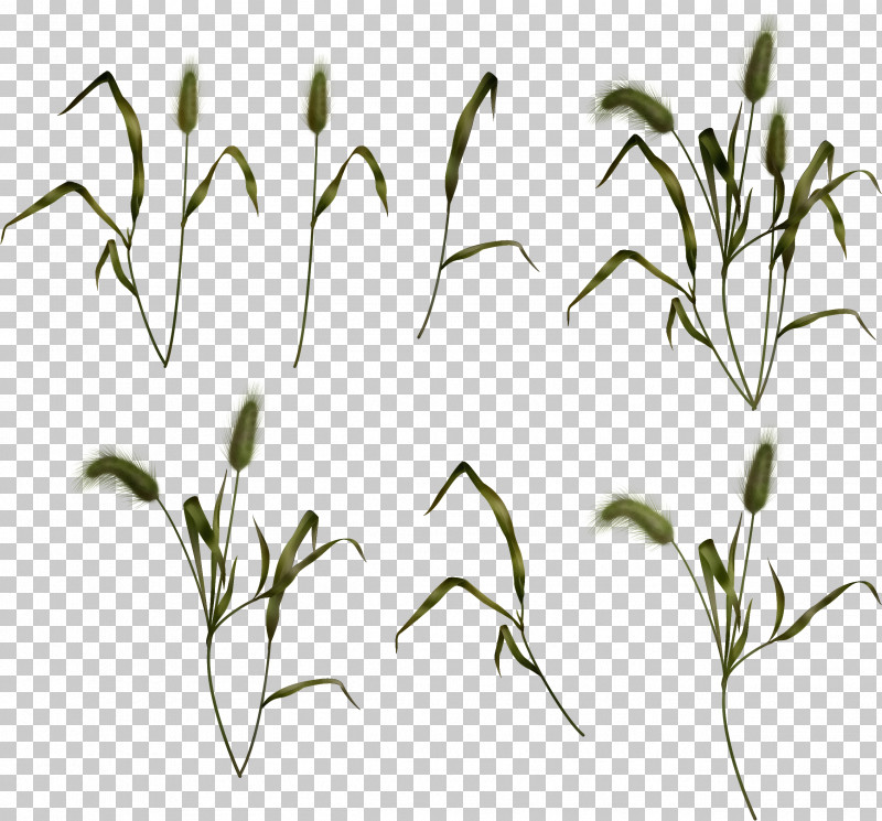 Grasses Plant Stem Leaf Twig Commodity PNG, Clipart, Biology, Commodity, Flower, Grasses, Leaf Free PNG Download