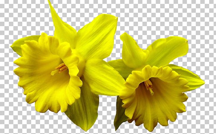 I Wandered Lonely As A Cloud Daffodil Desktop PNG, Clipart, Air Fresheners, Amaryllis Family, Clip Art, Daffodil, Desktop Wallpaper Free PNG Download
