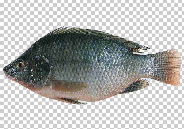 Nile Tilapia Fish Farming Oreochromis Urolepis Hornorum PNG, Clipart, Animals, Aquaculture, Barramundi, Bony Fish, Common Rudd Free PNG Download