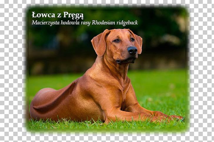 Rhodesian Ridgeback Puppy Rottweiler Dalmatian Dog Akita PNG, Clipart, Akita, Azawakh, Boerboel, Breed, Broholmer Free PNG Download