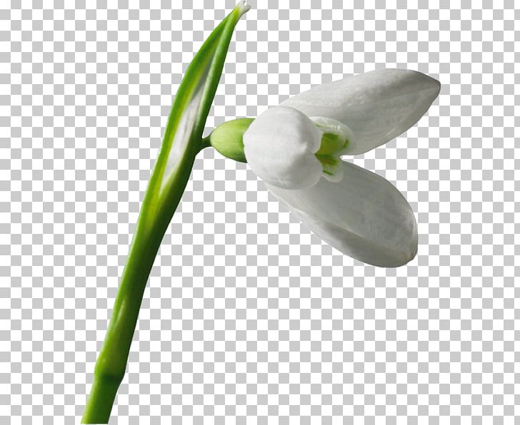 Snowdrop Flower Raster Graphics PNG, Clipart, 22 April, Blog, Email, Flower, Flowering Plant Free PNG Download