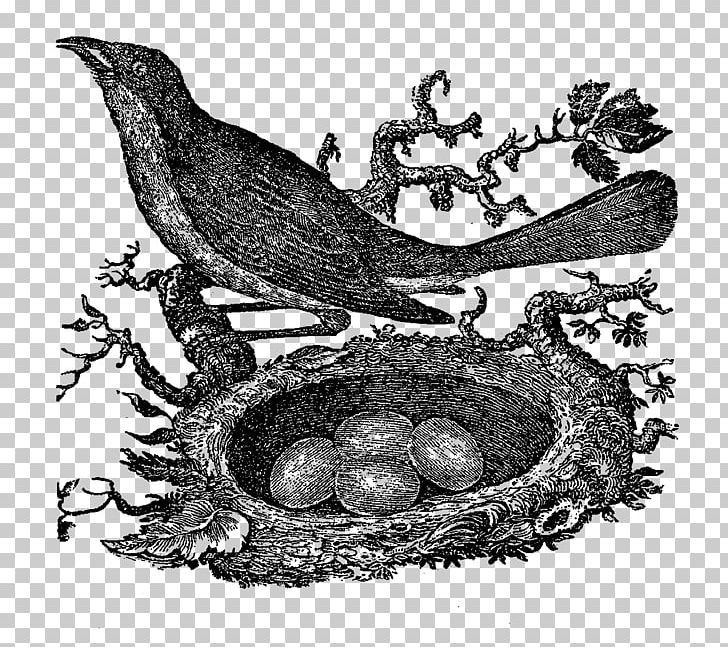 Bird Nest Drawing PNG, Clipart, American Robin, Animals, Art, Beak, Bird Free PNG Download