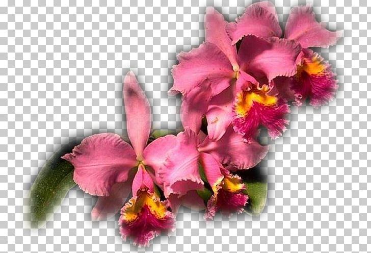 Imam Вишивка стрічками Embroidery Crimson Cattleya Cross-stitch PNG, Clipart,  Free PNG Download